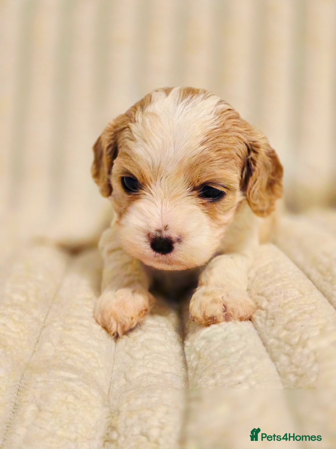 Cavapoo dogs for sale: Adorable Cavapoo Pups fully health tested parents - Image 32