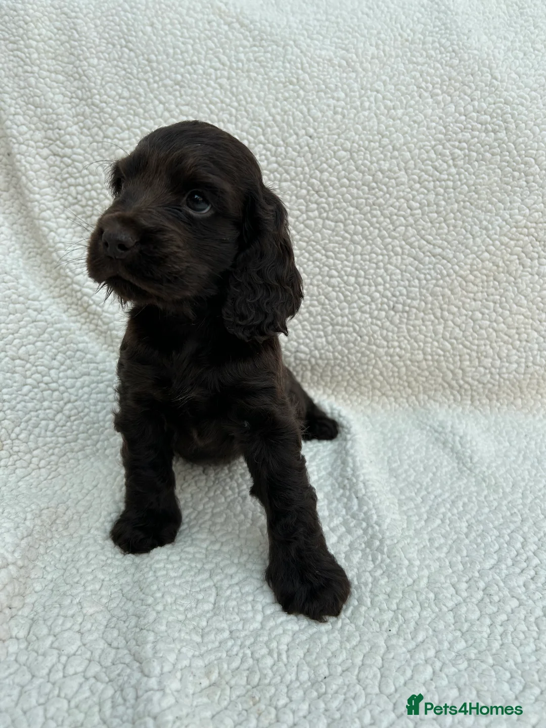 Cocker Spaniel dogs for sale: KC Reg Show Cocker Spaniels  - Advert 4