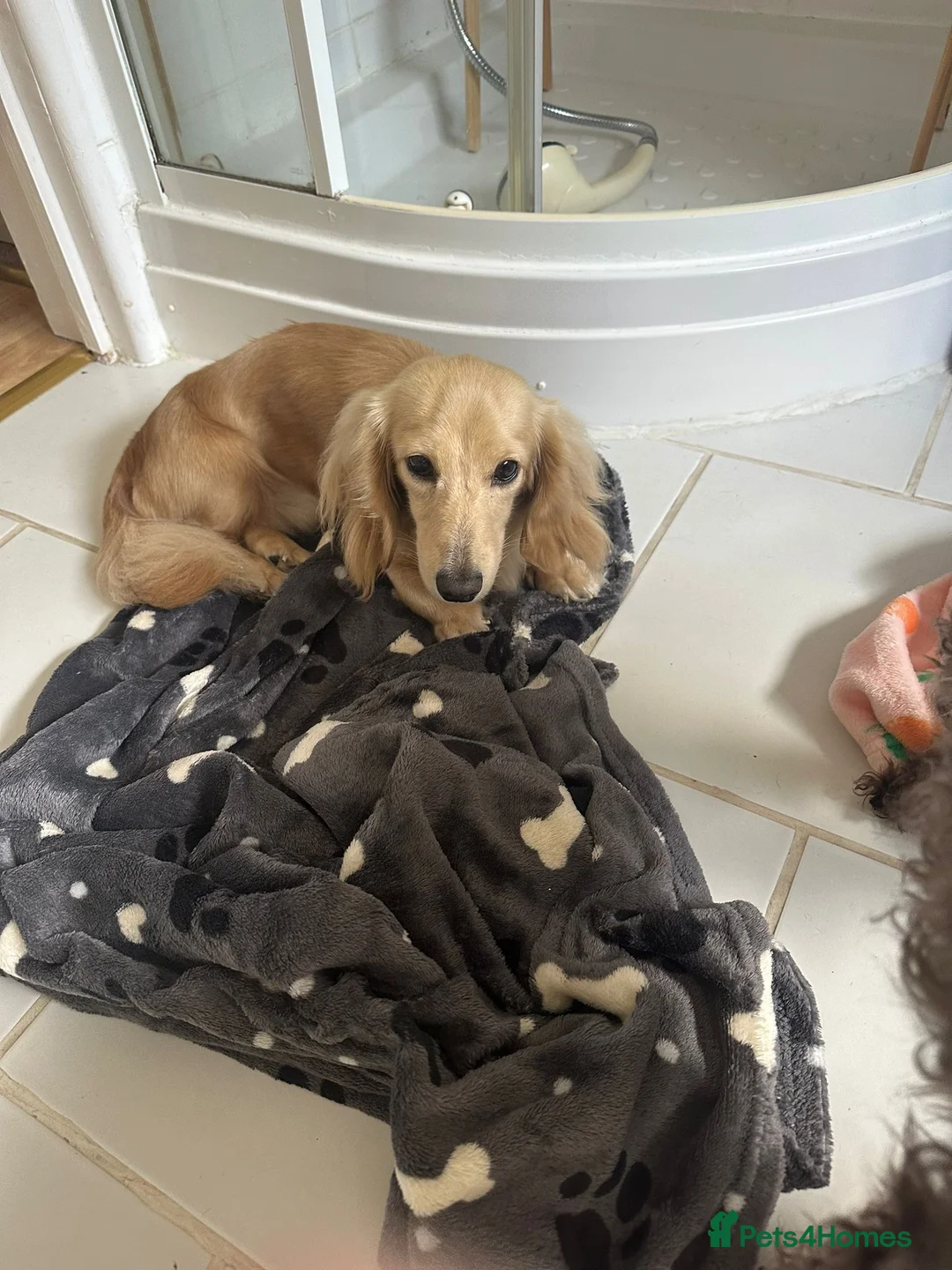 Miniature Dachshund dogs for stud: Shaded cream miniature dachshund 3.6kg - Advert 11