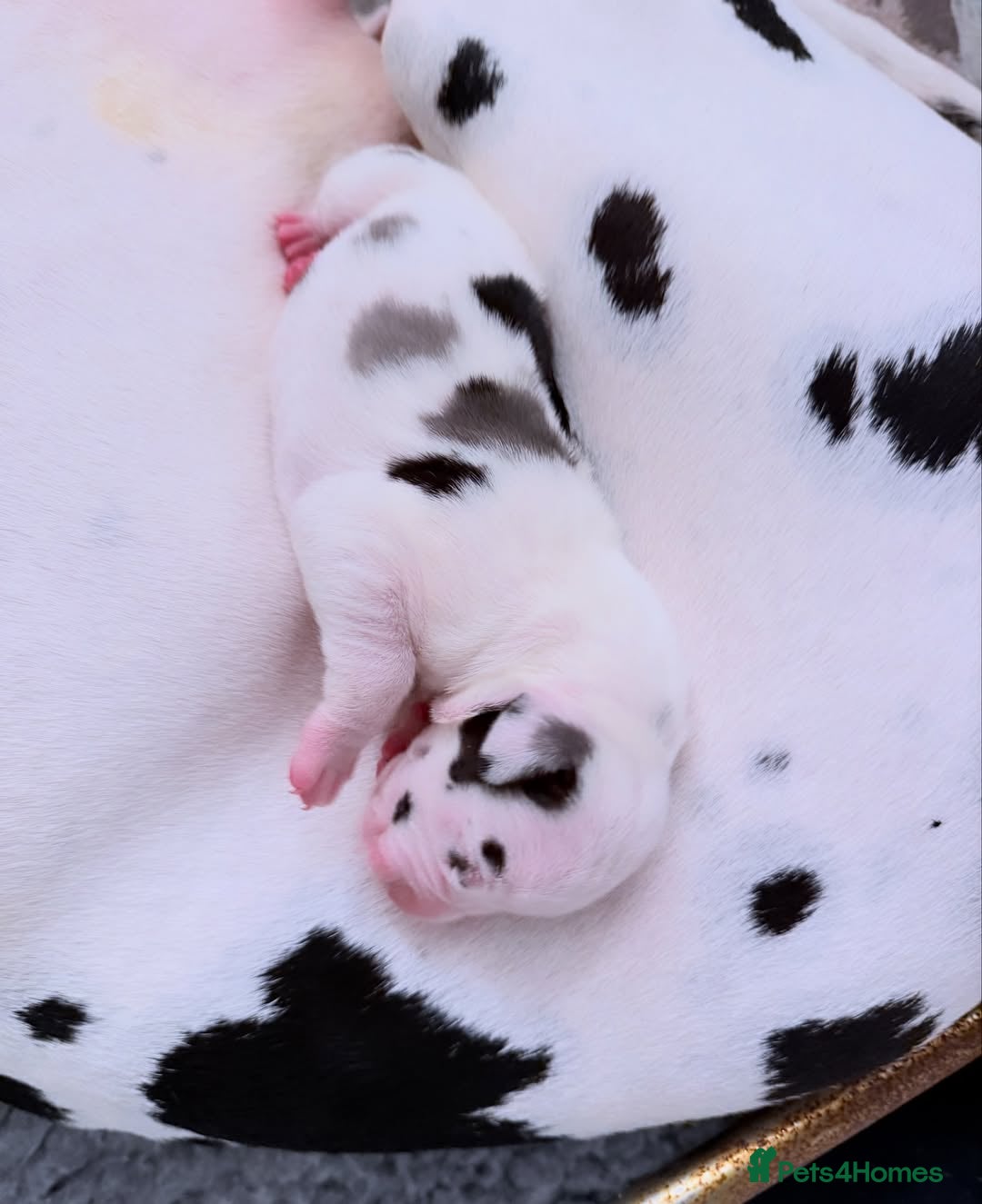 Great Dane dogs for sale: Great Danes Available–Gentle Giants in the Making - Advert 25