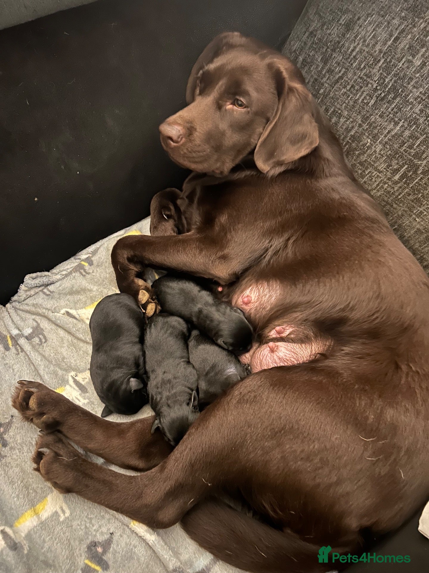Labrador Retriever dogs for sale: 4Beautiful Black Males  - Advert 1
