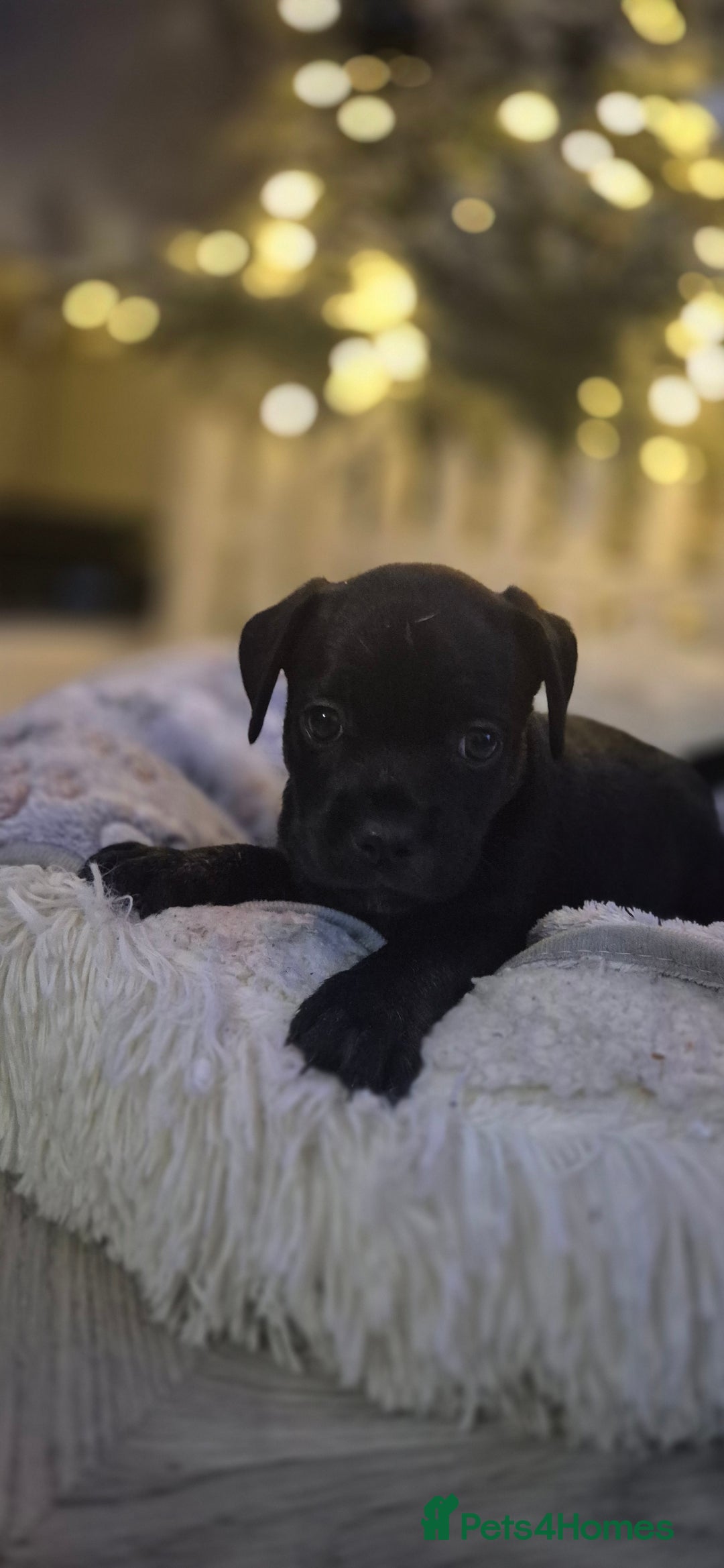 Mixed Breed dogs for sale: Labrador/french bulldog pups - Advert 5