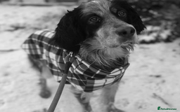 English Setter dogs for adoption: Lister (now Albie) - Image 3