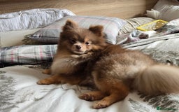 Pomeranian dogs for stud: Beautiful Lilac and Tan boy for stud - Image 4