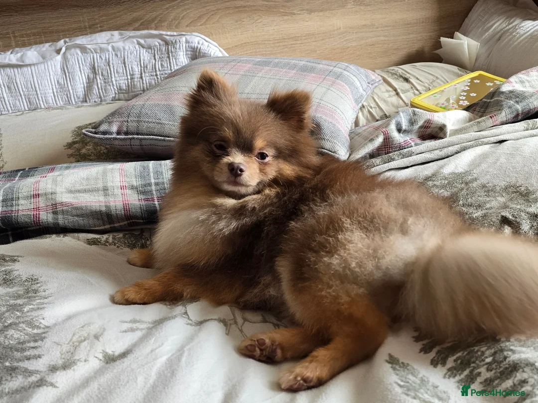 Pomeranian dogs for stud: Beautiful Lilac and Tan boy for stud - Advert 4