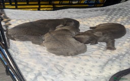 French Bulldog dogs for sale: 3 beautiful frenchie boys  - Image 10