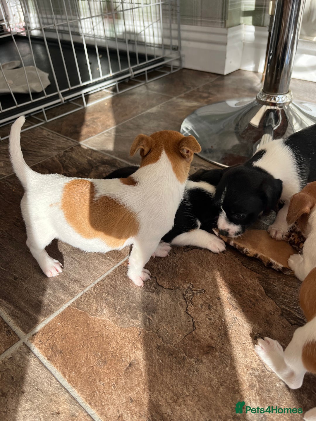 Jack Russell dogs for sale: Stunning little boys and girls - Image 26