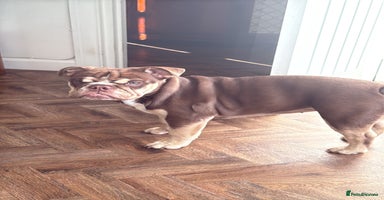 English Bulldog dogs Exceptional KC English Bulldog 6 months old. - Advert 7