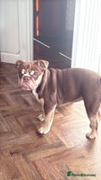 English Bulldog dogs Exceptional KC English Bulldog 6 months old. - Advert 1