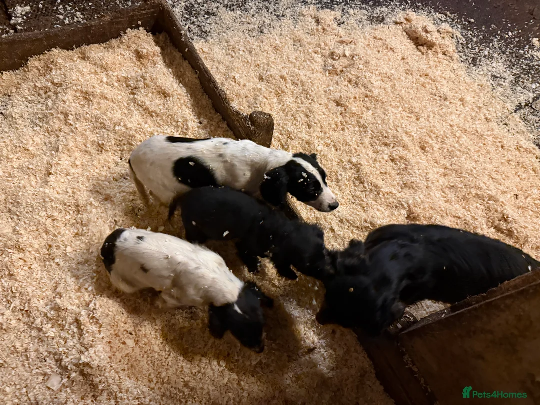 Sprocker dogs for sale: Spraker puppies for sale - Advert 3