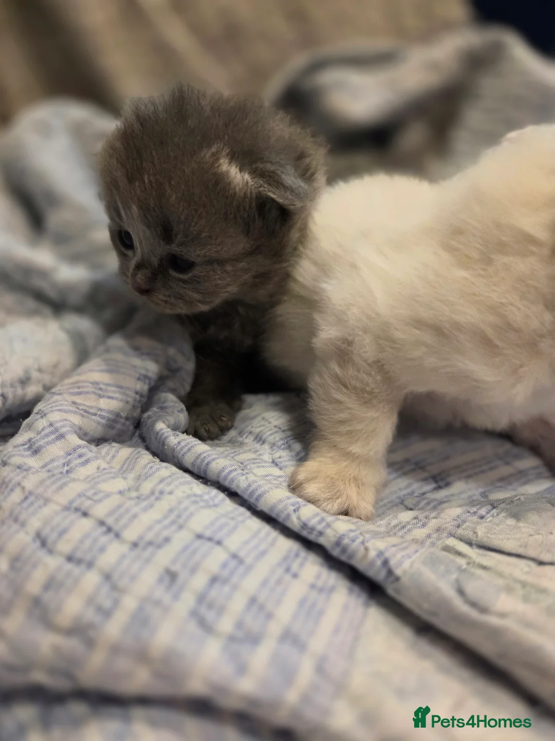 Scottish Fold cats for sale: Scottish Folds - Advert 9