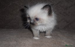 Ragdoll cats for sale: 😎 RAGDOLL KITTENS PUREBRED 100% STOKE 😍 - Image 6