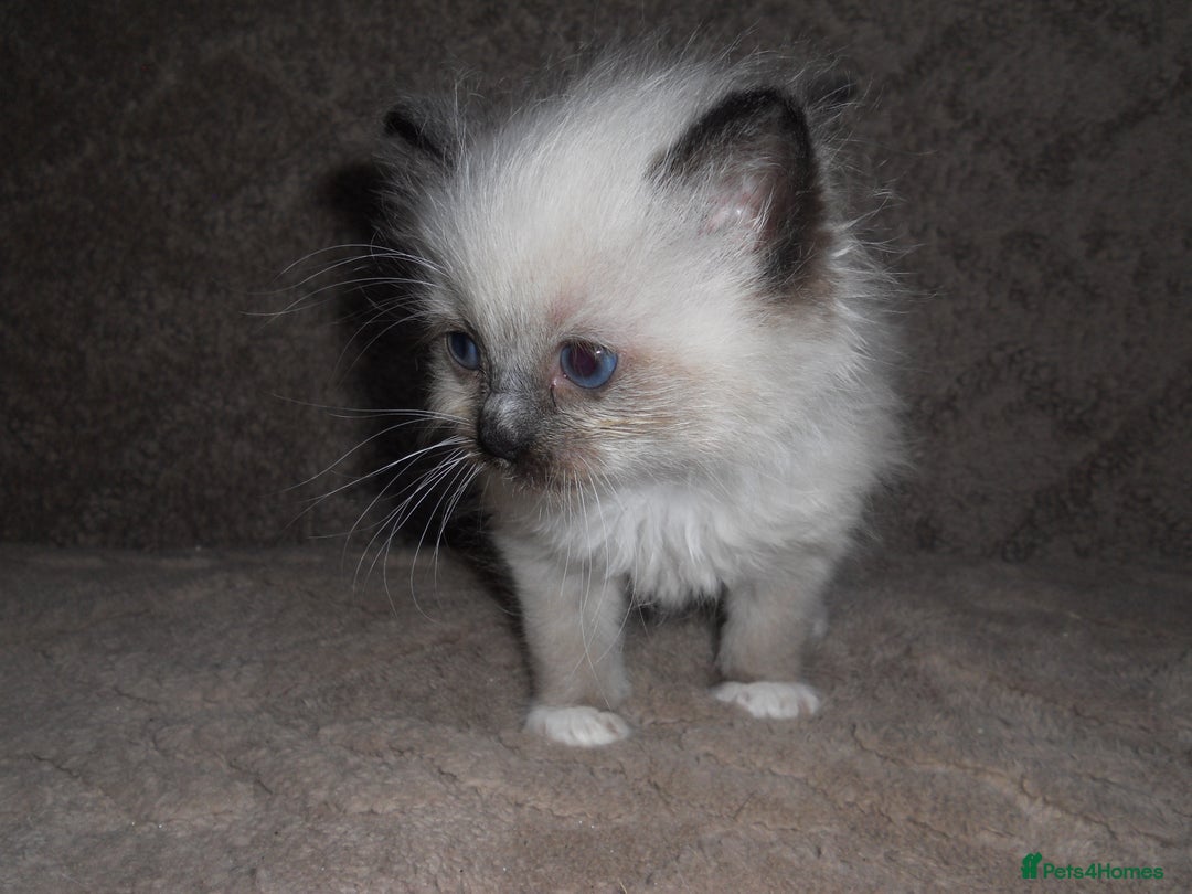 Ragdoll cats for sale: 😎 RAGDOLL KITTENS PUREBRED 100% STOKE 😍 - Image 6