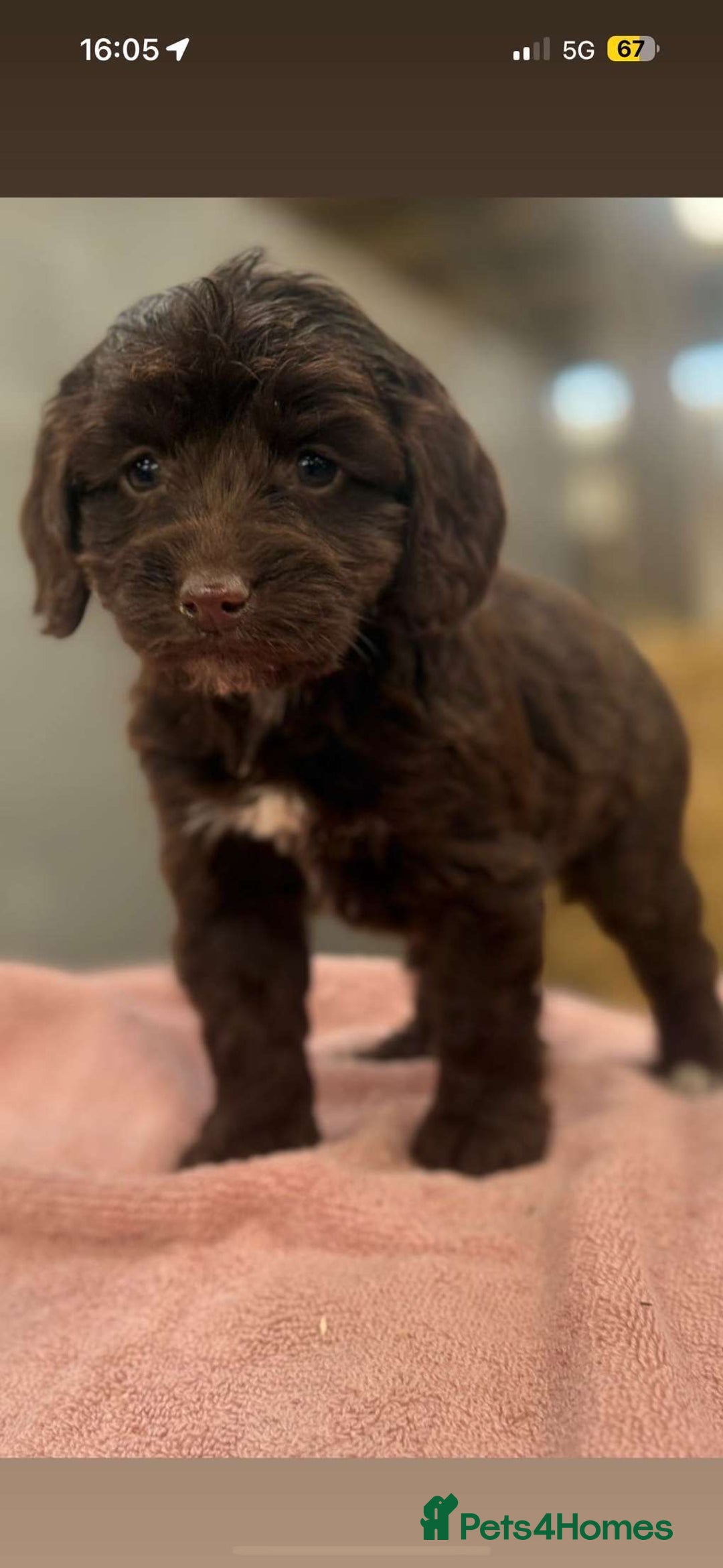 Cockapoo dogs for sale: Cockerpoo pups  - Image 4