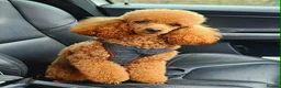 Cavapoo dogs for sale: ⭐️ F1 red toy Cavapoo puppies ⭐️ - Advert 3