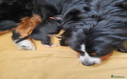 Bernese Mountain Dog dogs for sale: Gorgeous Bernese Mountain Dog Puppies Ready Soon - Image 5