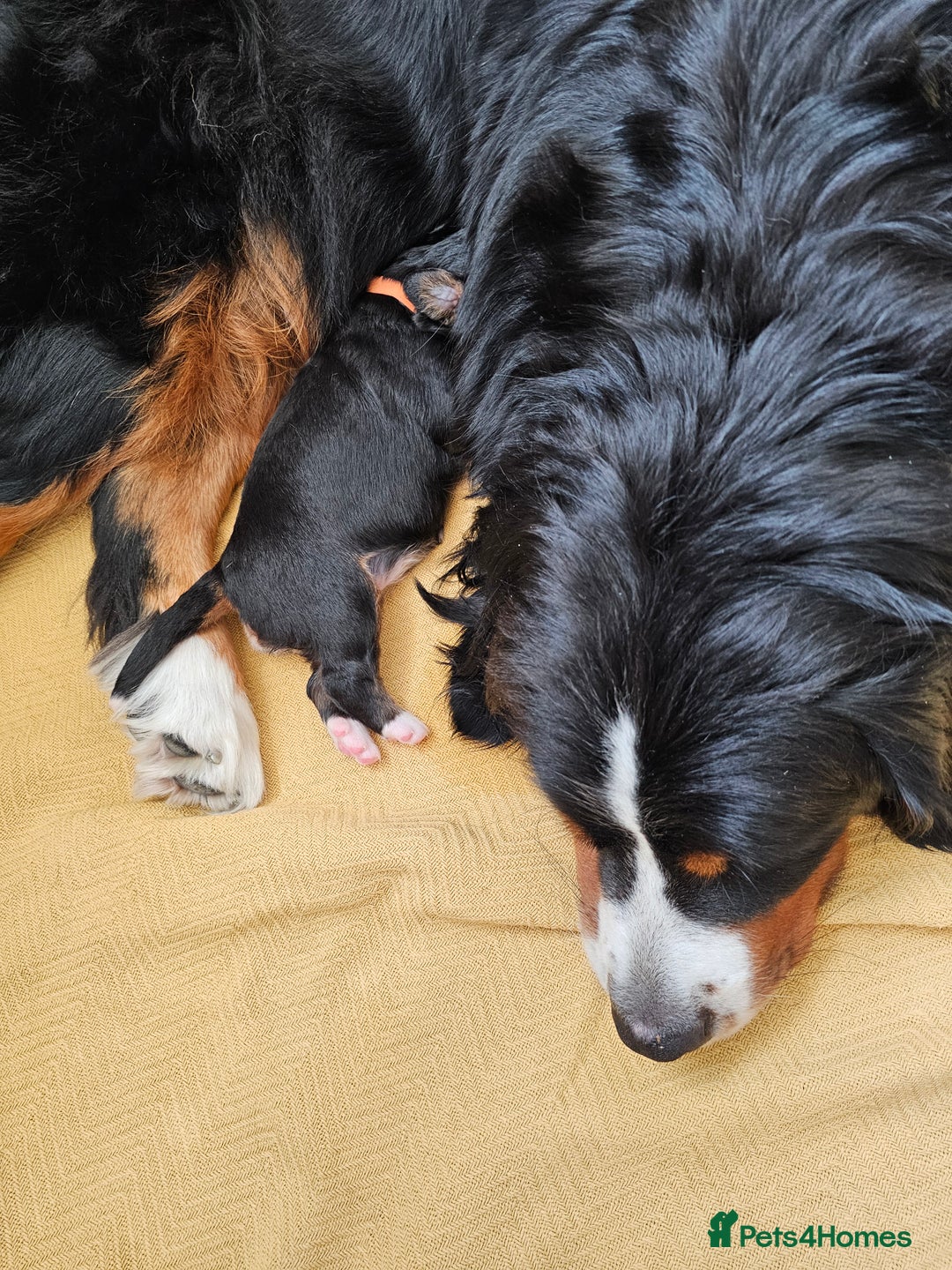 Bernese Mountain Dog dogs for sale: Gorgeous Bernese Mountain Dog Puppies Ready Soon - Image 5