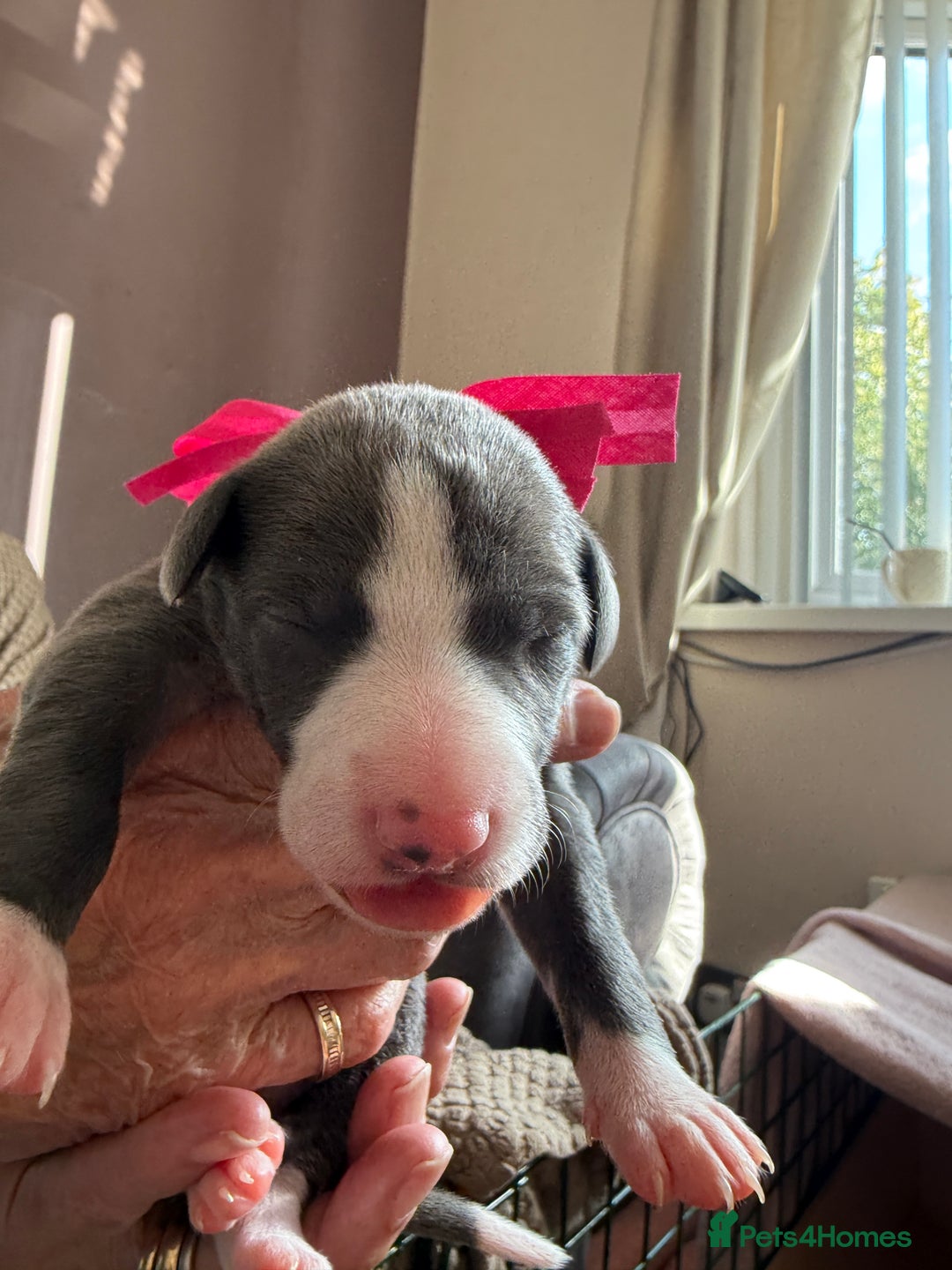 Whippet dogs for sale: Blue whippet pups for sale  - Advert 24