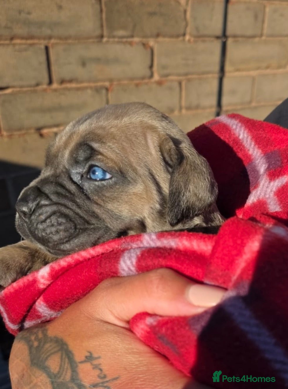 Cane Corso dogs Exceptional Cane Corso Puppies – Elite Bloodlines. - Advert 1