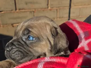 Cane Corso dogs Exceptional Cane Corso Puppies – Elite Bloodlines. - Advert 1