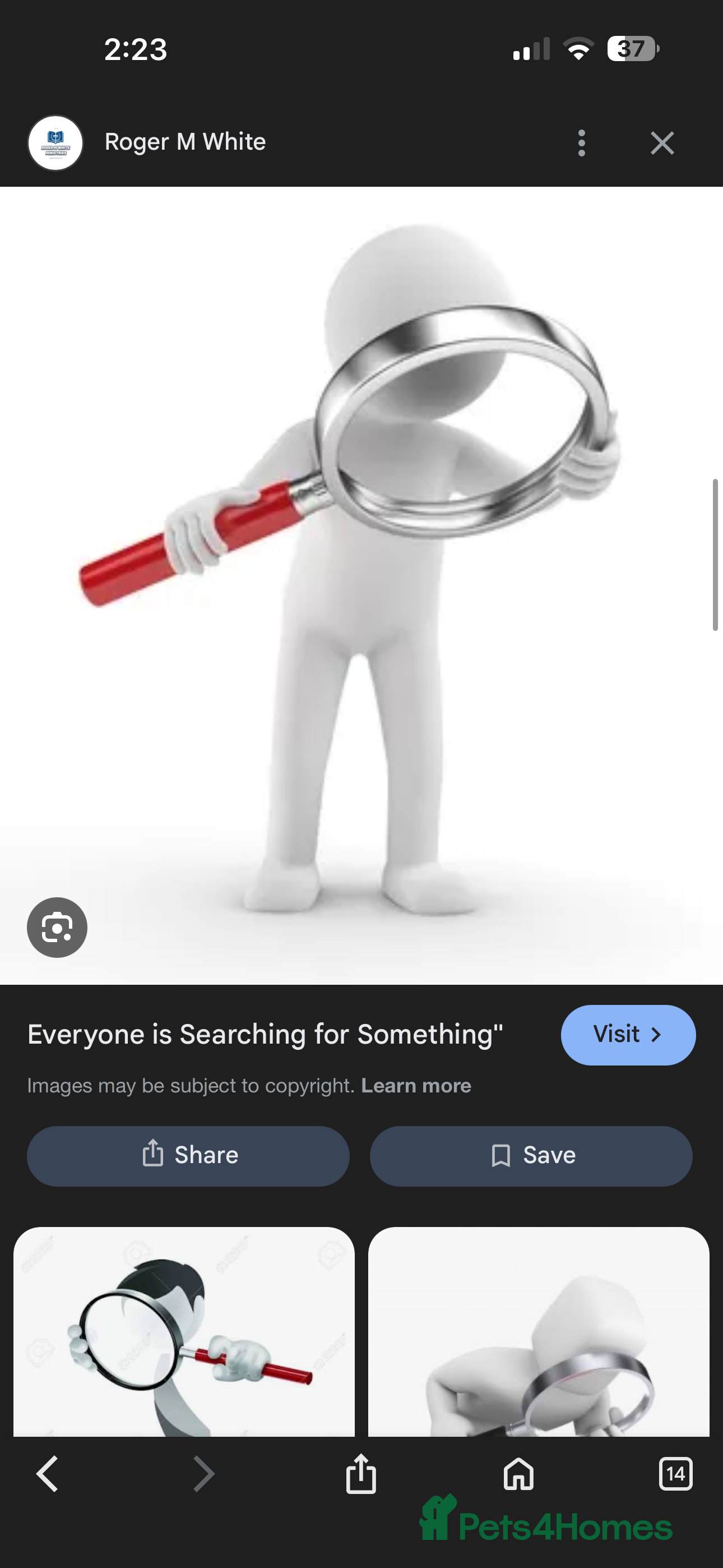 Mini Lop rabbits Minilops  - Advert 19