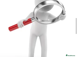 Mini Lop rabbits - Advert 16