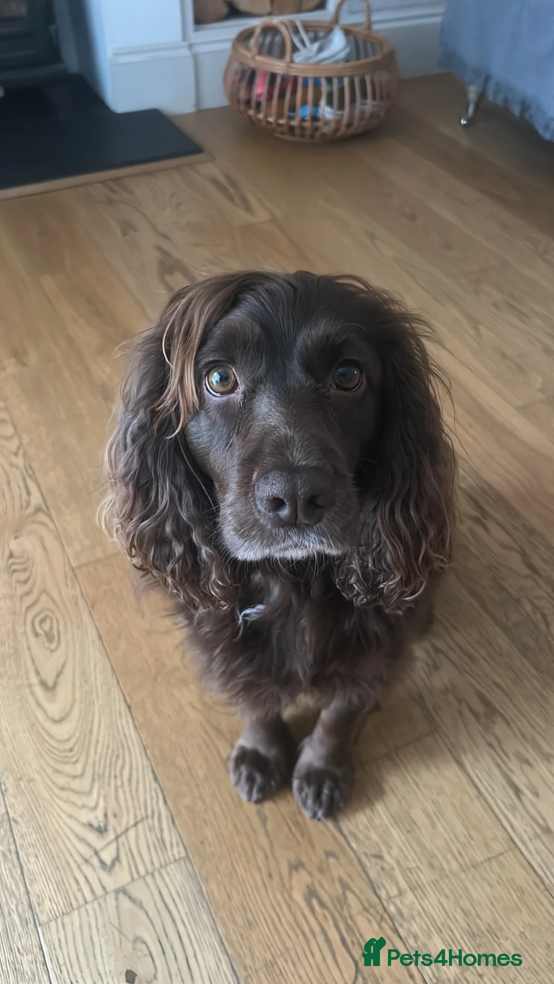 Cocker Spaniel dogs for sale: EXCEPTIONAL WORKING COCKER SPANIEL PUPPIES - Advert 28