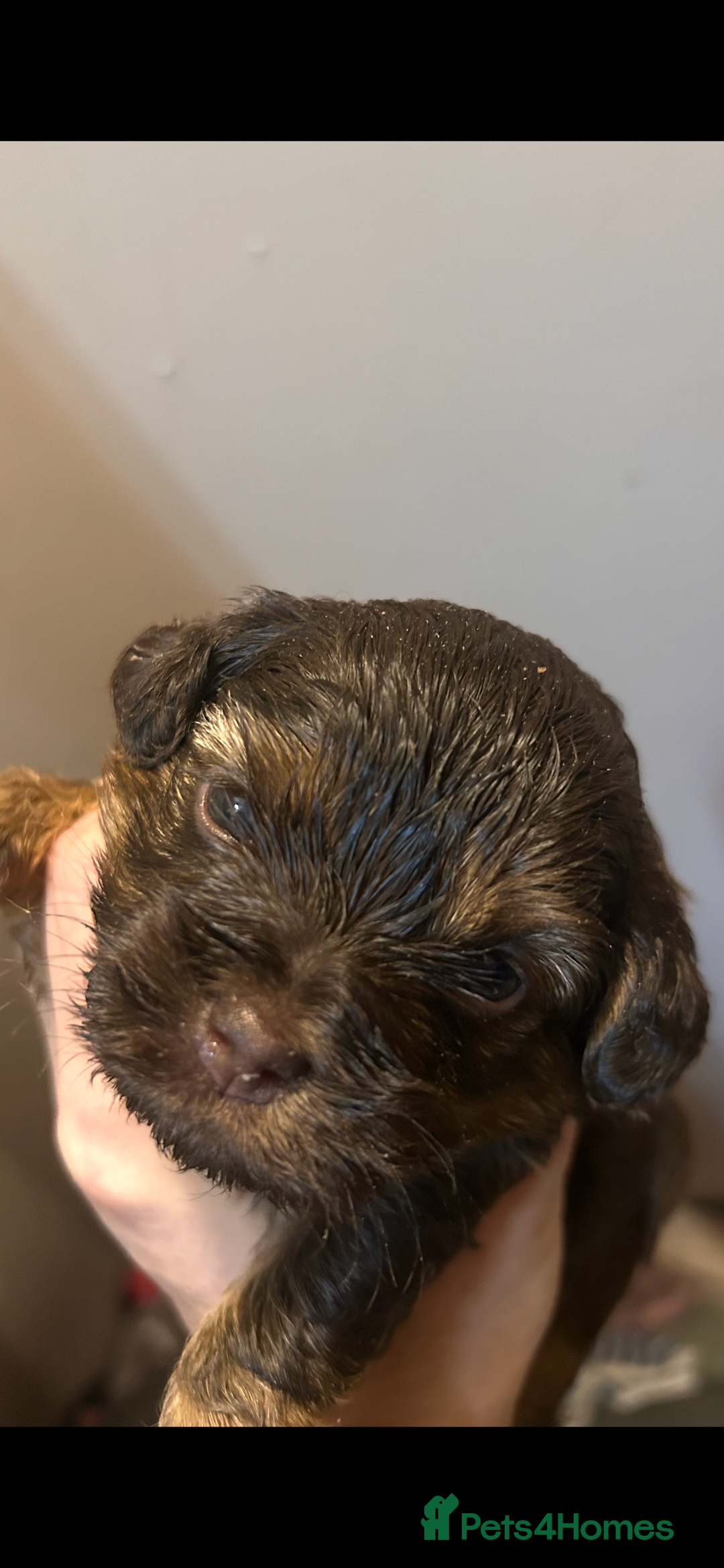 Mixed Breed dogs for sale: Shitzu poodle mix  - Image 2