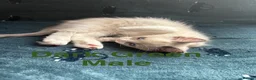 Ragdoll cats for sale: Ragdoll Kitten  - Advert 3