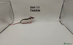 Rat rodents for sale: OCT: 32 Rats (7 Rats: 4 Boys, 3 Girls Left) - Advert 22