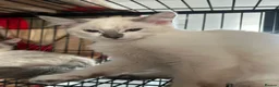 Ragdoll cats for sale: Ragdoll kittens for sale - Advert 4