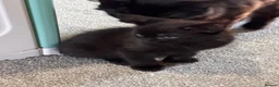 Mixed Breed cats for sale: 2x black kittens  in Lowestoft - Advert 2