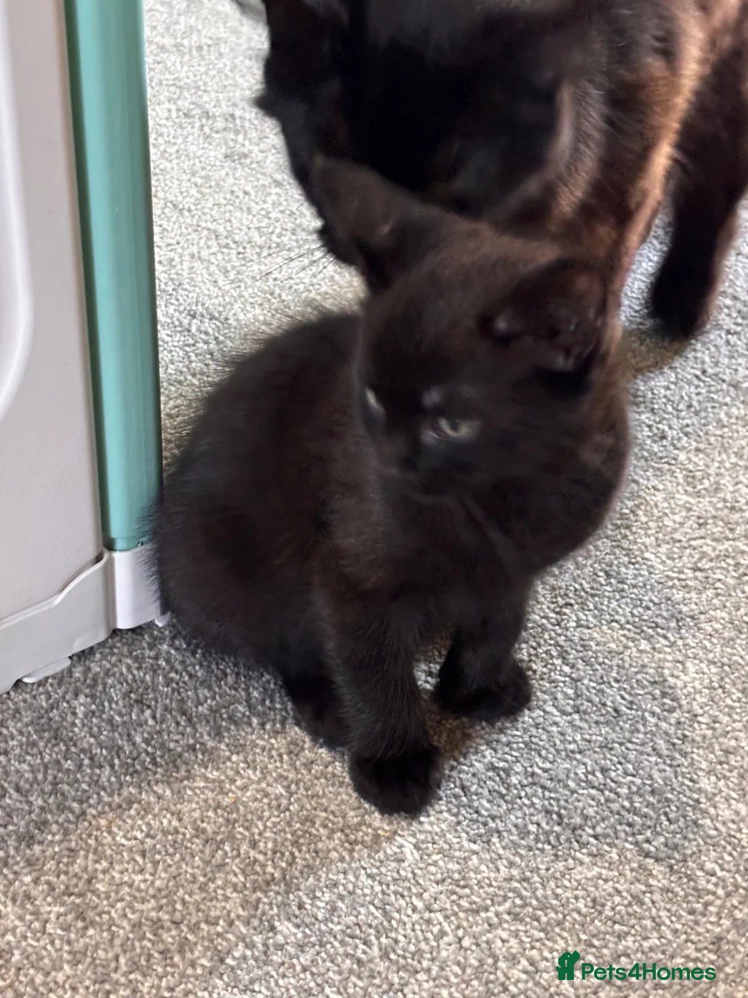 Mixed Breed cats for sale: 2x black kittens  in Lowestoft - Advert 2
