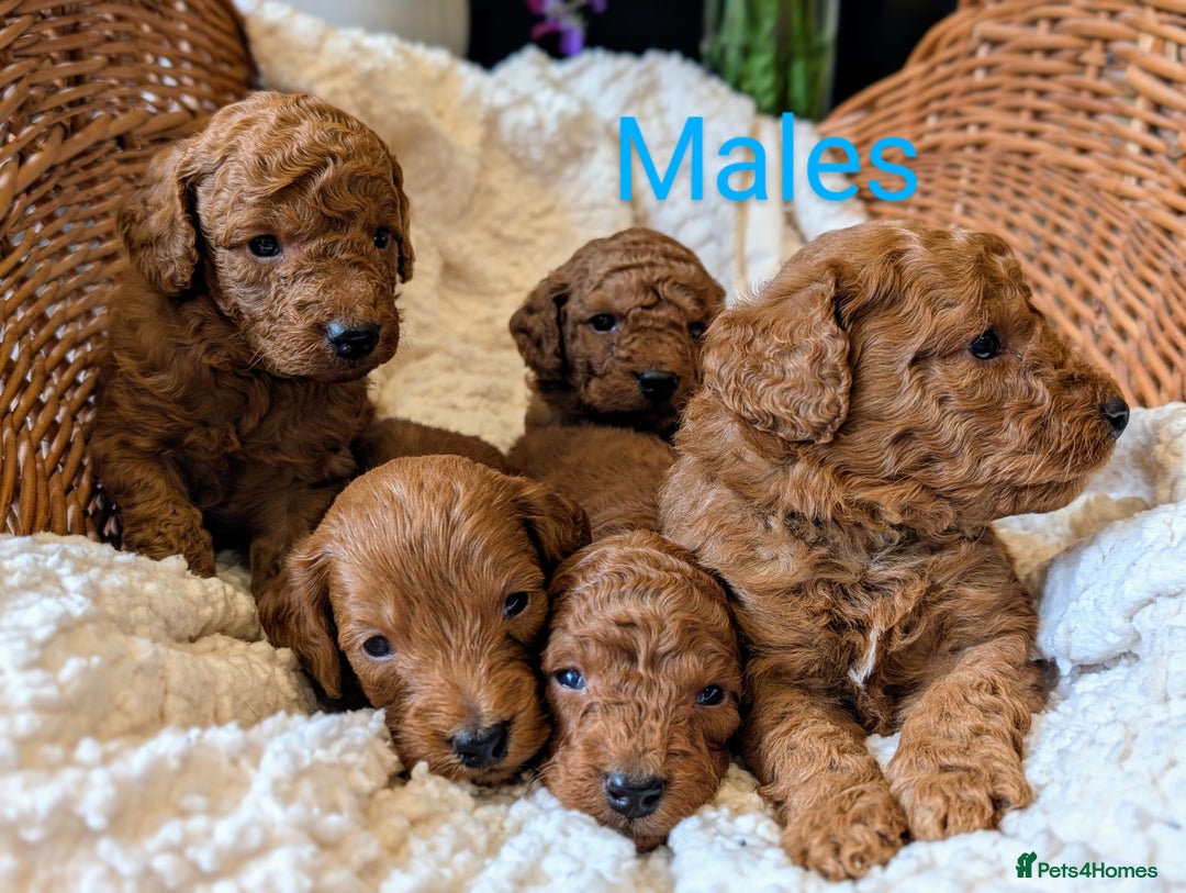 Cockapoo dogs for sale: 🌟 F1b-toy-health tested-cockapoo puppies 🌟  in Droitwich - Image 8
