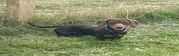 Miniature Dachshund dogs for stud: PROVEN MINIATURE DACHSHUND STUD in Faringdon - Advert 8