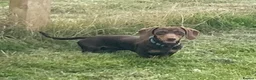 Miniature Dachshund dogs for stud: PROVEN MINIATURE DACHSHUND STUD in Faringdon - Advert 8