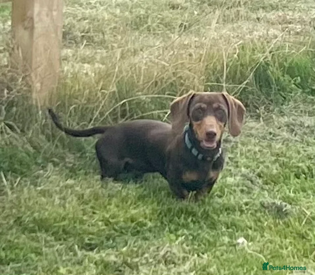 Miniature Dachshund dogs for stud: PROVEN MINIATURE DACHSHUND STUD in Faringdon - Advert 8