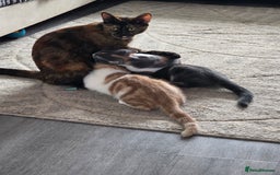 Mixed Breed cats for sale: Cali girl looking for home - Image 8