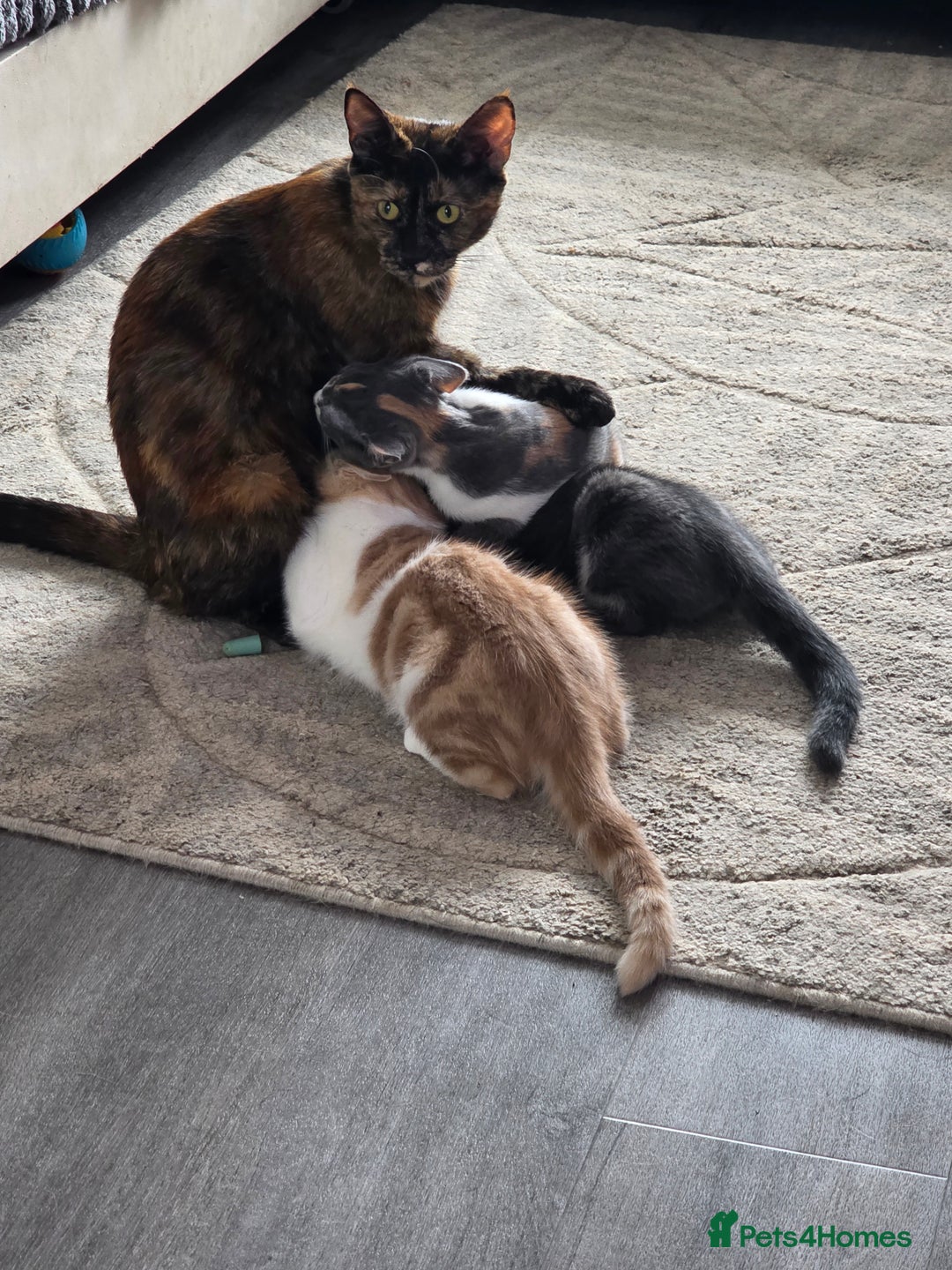 Mixed Breed cats for sale: Cali girl looking for home - Image 8
