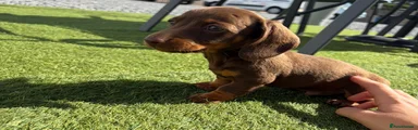 Miniature Dachshund 2