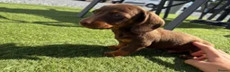 Miniature Dachshund dogs for sale: Miniature dachshund puppies  in Bridgwater - Advert 11