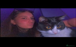 British Shorthair cats for sale: 🐱Blue&Felix- Bonded brother & Sister💛 - Advert 9