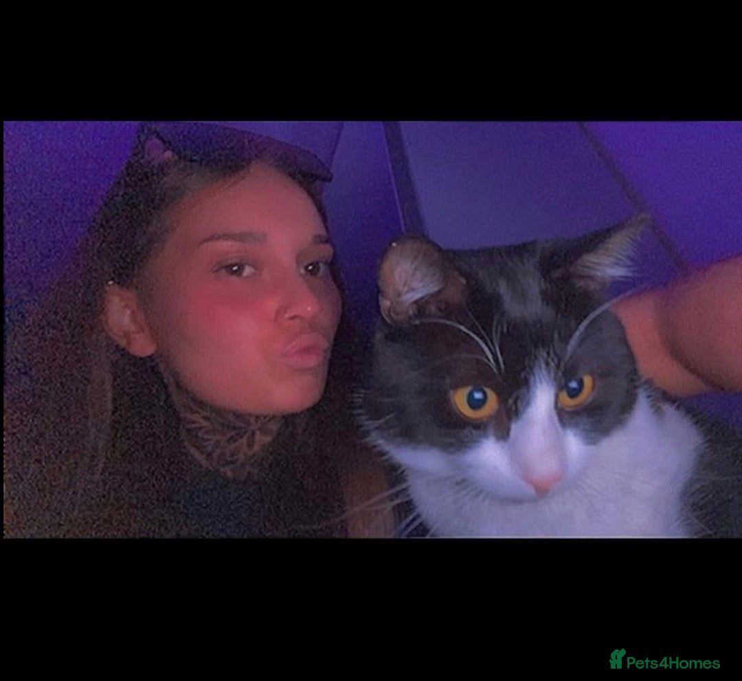 British Shorthair cats for sale: 🐱Blue&Felix- Bonded brother & Sister💛 - Advert 9