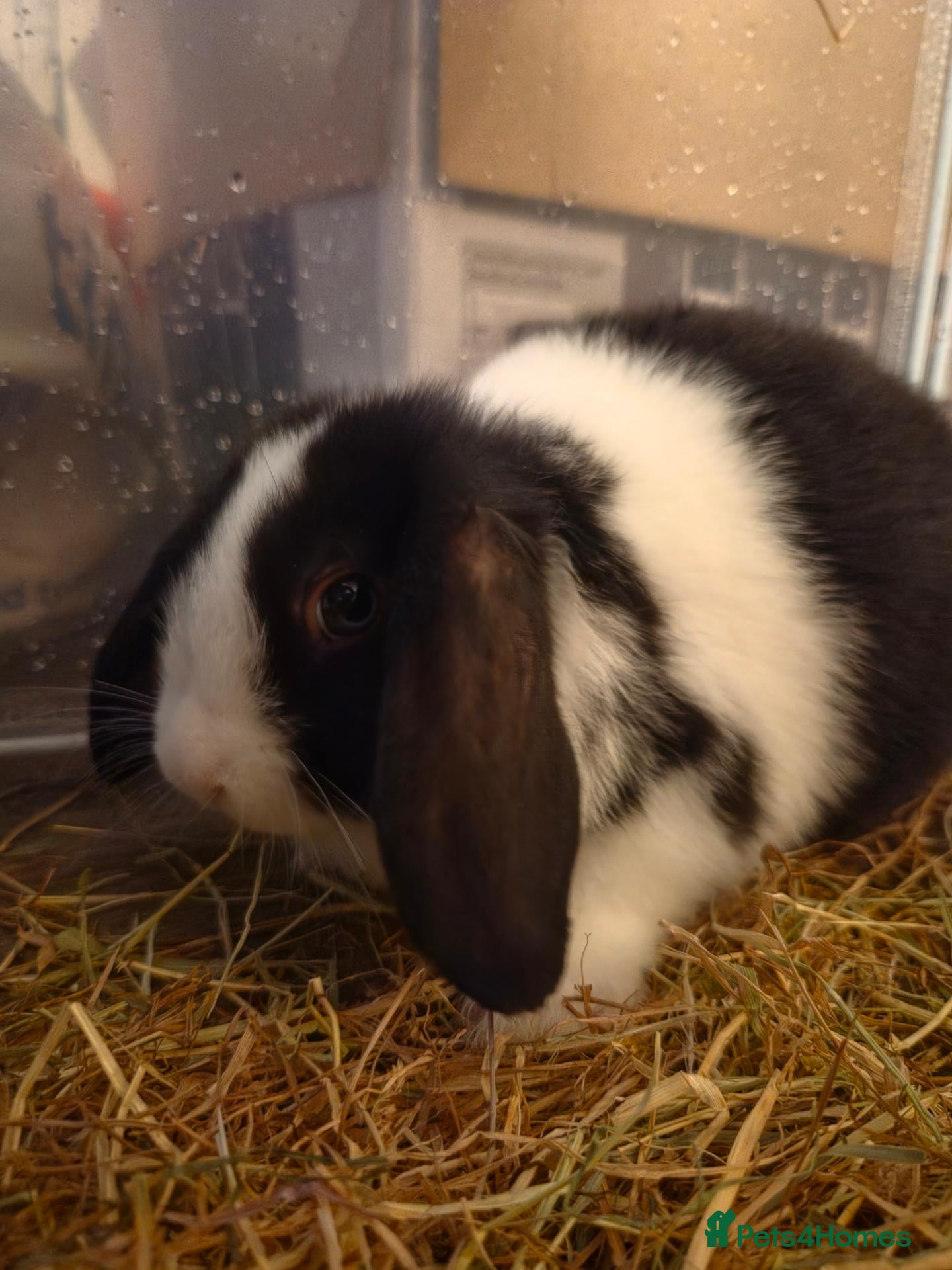 Mixed Breed rabbits Mini lop cross lionhead boys - Advert 1
