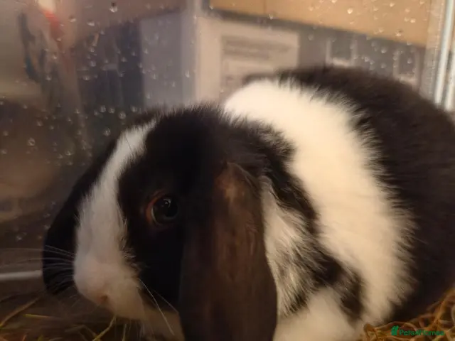 Mixed Breed rabbits for sale: Mini lop cross lionhead boys - Advert 1