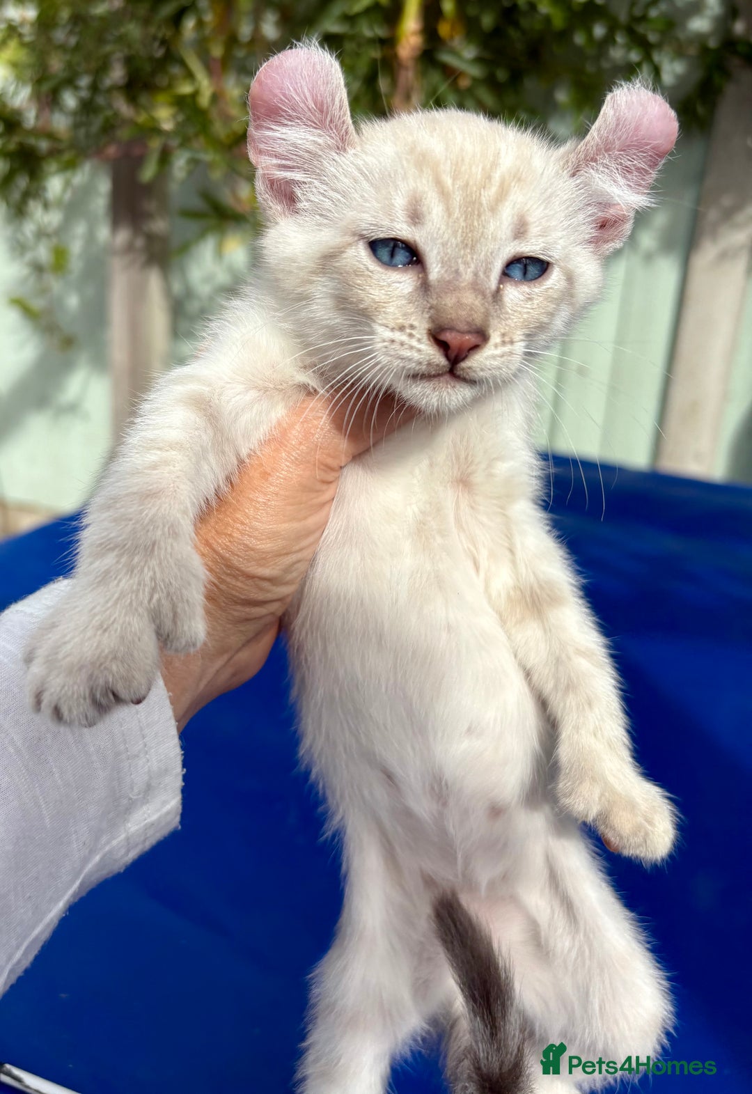 Bengal cats for sale: Gob smacking rare kittens  - Image 39