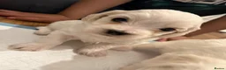 Bichon Frise dogs for sale: Bichon Puppies for sale - Advert 11