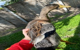 Ducks poultry for sale: 2x Drake Runners - Image 1