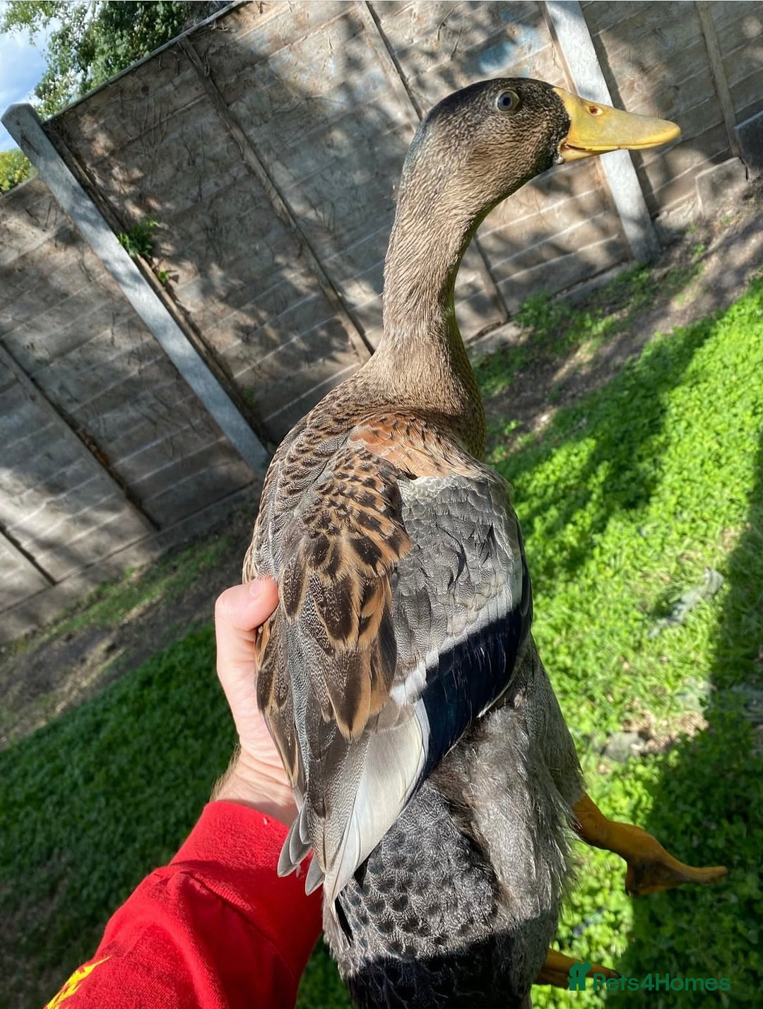 Ducks poultry for sale: 2x Drake Runners - Image 1
