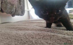 British Shorthair cats for sale: Kittens ready to go to new homes  - Image 2
